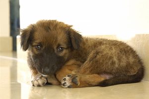 Dog with no name Dog with no name